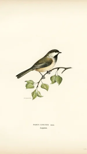 Siberian Tit (Parus cinctus)