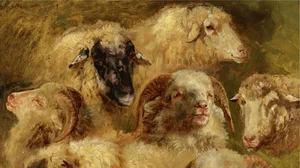 Heads of Sheep and Rams