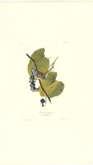White-crowned Sparrow (Plate CXIV)