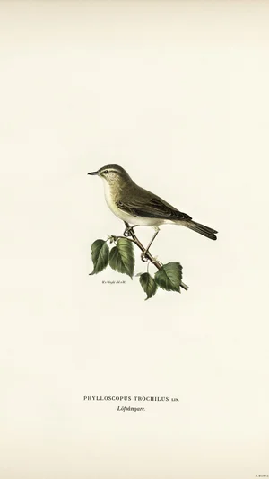 Willow Warbler (Phylloscopus trochilus)