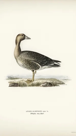 Illustration of a Greater White-fronted Goose