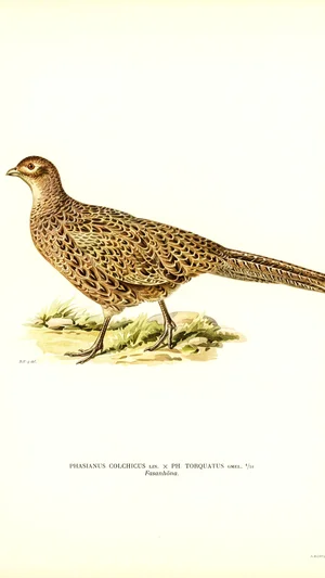 Female Pheasant (Fasanhöna) (Phasianus colchicus x Phasianus torquatus), Plate 4/10