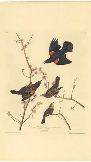 Red-winged Starling