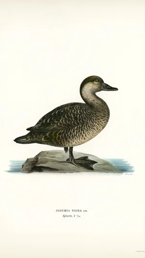 Common Scoter (Oidemia nigra)