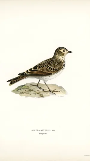 Alauda arvensis (Sky Lark)