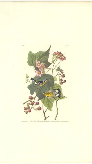 Black & Yellow Warbler (Sylvia maculosa) and Flowering Raspberry (Rubus odoratus), Plate CXXII