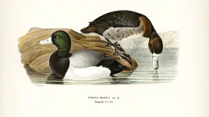Nyroca Marila (Greater Scaup) - Illustration of Male and Female