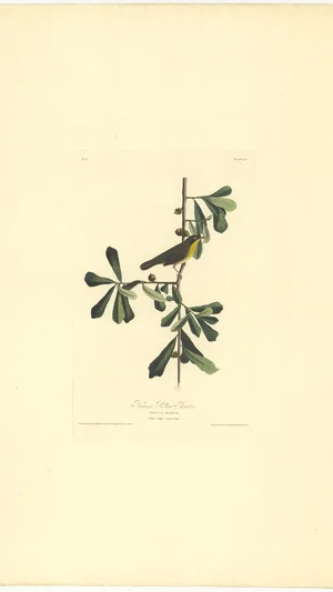 Roscoe's Yellow Throat