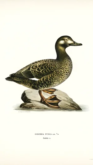 White-winged Scoter (Oidemia Fusca)