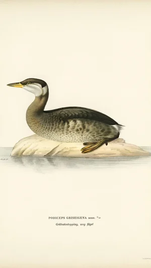Red-necked Grebe (young bird)