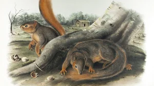The Fox Squirrel