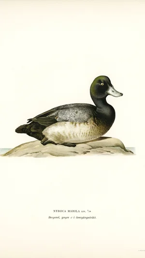 Greater Scaup (Nyroca Marila)