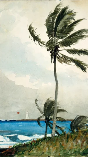 Palm Tree, Nassau