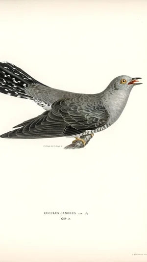 Common Cuckoo (Cuculus canorus)