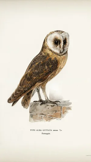 원숭이올빼미 (Tyto alba guttata)