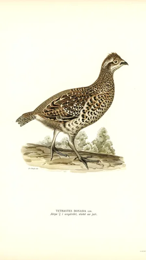 Hazel Grouse (Tetrastes Bonasia) Female in Juvenile Plumage, End of July