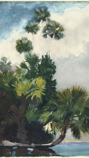Palm Trees, Florida