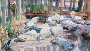 Muddy Alligators