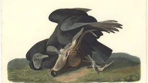 Black Vulture (Coragyps atratus)