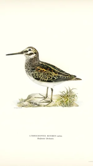 Jack Snipe (Lymnocryptes minimus)