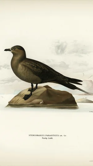 Parasitic Jaeger (Stercorarius parasiticus)