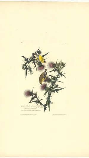 Yellow Bird or American Goldfinch