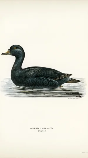 Common Scoter (Oidemia Nigra) Illustration