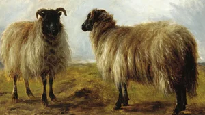 Two Rams in a Landscape