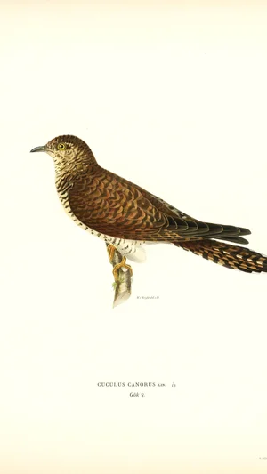 Common Cuckoo (Cuculus Canorus)