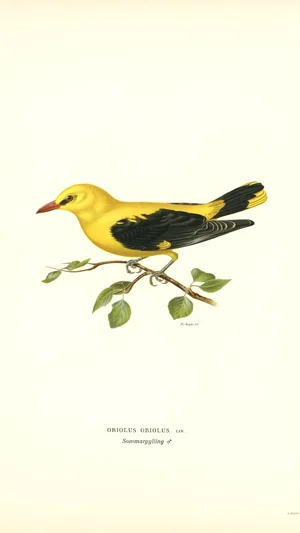 Golden Oriole (Oriolus oriolus)