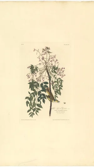 White-Eyed Flycatcher (Virio Noveboracensis) on a Chinaberry Tree (Melia Azedarach), Plate 95