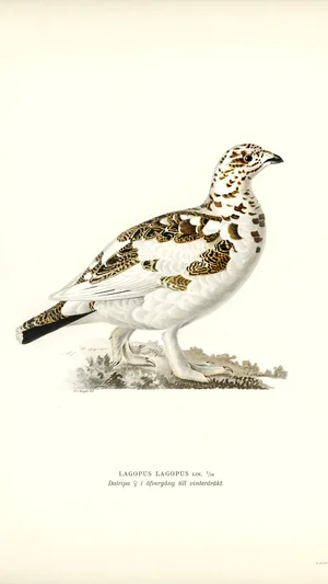 Willow Ptarmigan (Female) in Transitional Winter Plumage