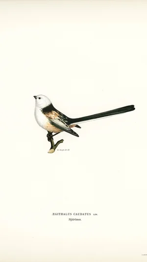 Long-tailed Tit (Aegithalus caudatus)