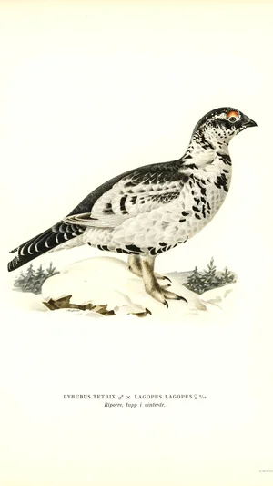 Hybrid Black Grouse and Willow Ptarmigan, Male in Winter Plumage