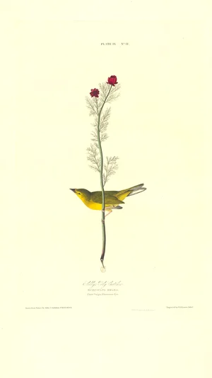 Selby's Fly Catcher (Plate IX, N° 11)