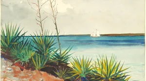Spanish Bayonets