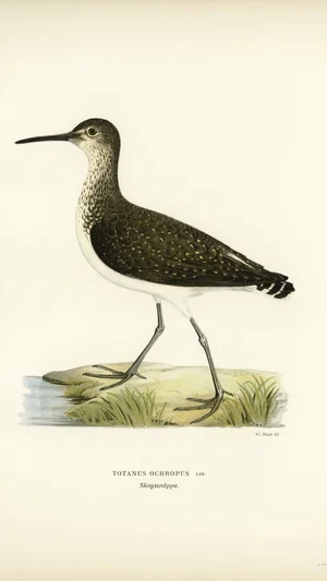 Green Sandpiper (Totanus ochropus)