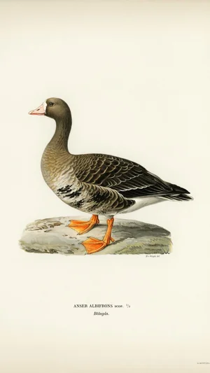 Greater White-fronted Goose (Anser albifrons)