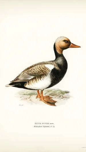 Red-crested Pochard (Netta rufina)