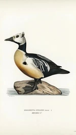 Steller's Eider (Eniconetta Stelleri Pallas), Male