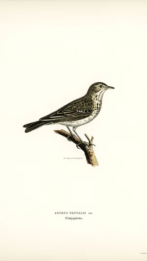 Anthus Trivialis (Tree Pipit)
