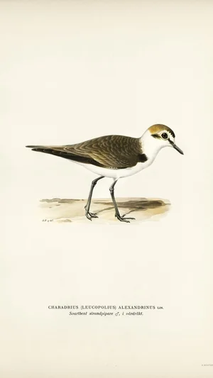 Kentish Plover (Charadrius alexandrinus)