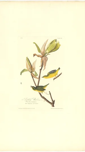Kentucky Warbler (Sylvia Formosa)