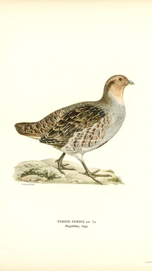 Grey Partridge (Perdix perdix)