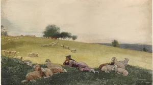 Bergère de Houghton Farm