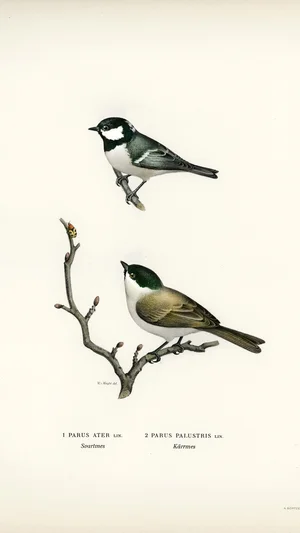 Illustrations of Coal Tit and Marsh Tit