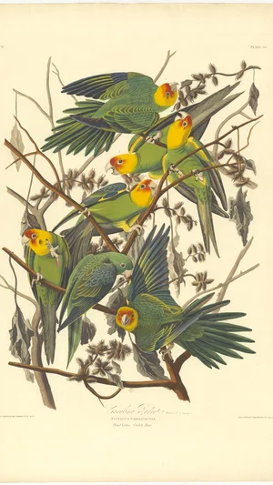 Carolina Parrot!