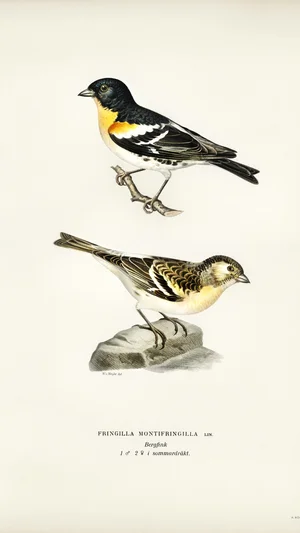Brambling (Fringilla montifringilla), Male and Female in Summer Plumage