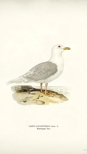 Iceland Gull (Larus leucopterus)