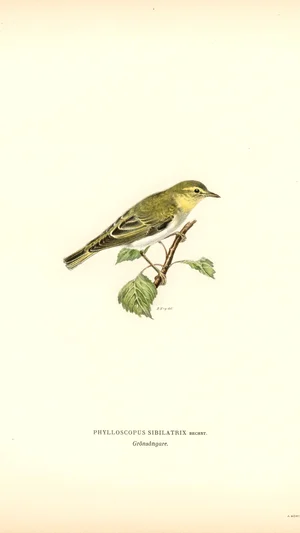 Wood Warbler (Phylloscopus sibilatrix)